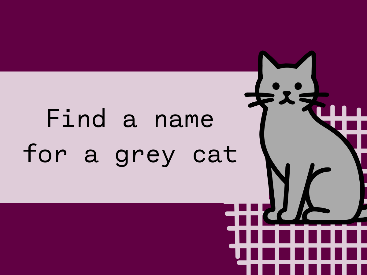 Find a name for a grey&nbsp;cat