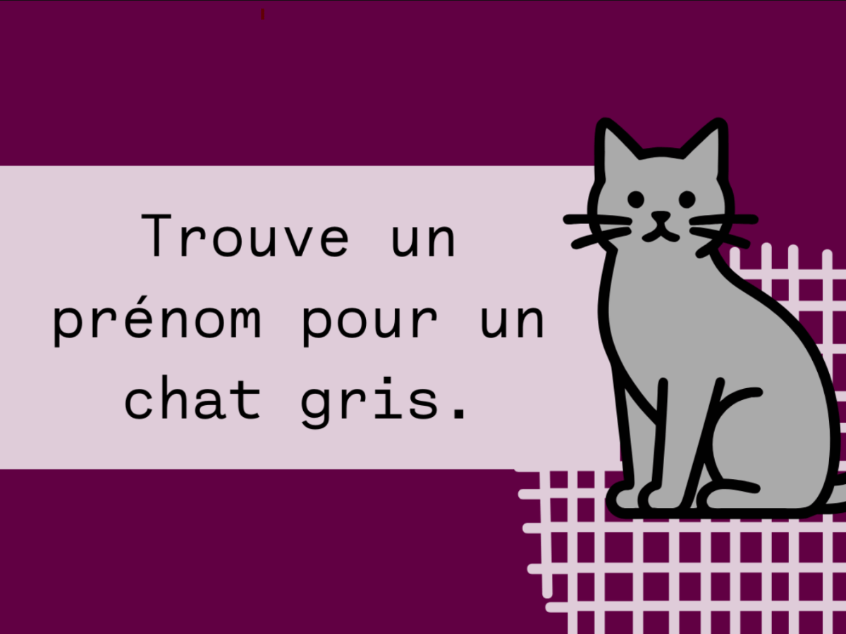 Trouve un prénom pour un chat&nbsp;gris
